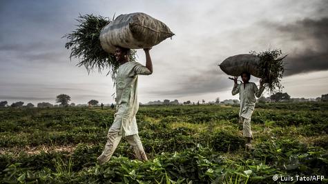 When Degrees Lead Back to the Soil: Reassessing the Value of Western Education in Nigeria