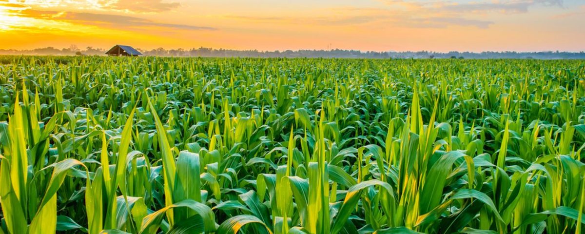 GDP Contribution Chart