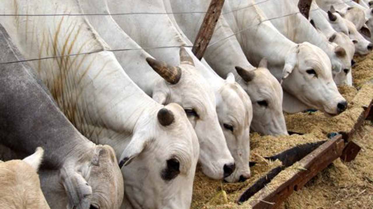 Livestock in Jigawa