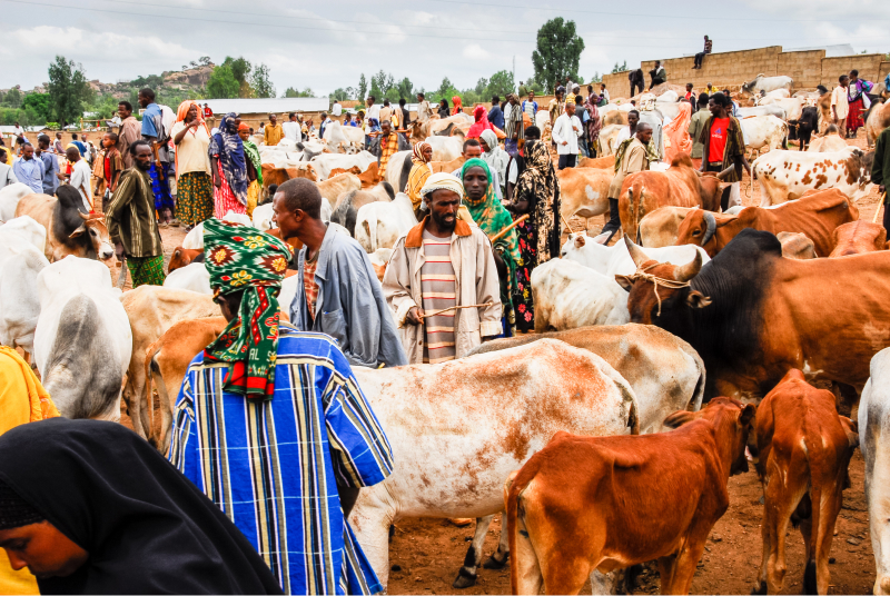 Livestock in Katsina