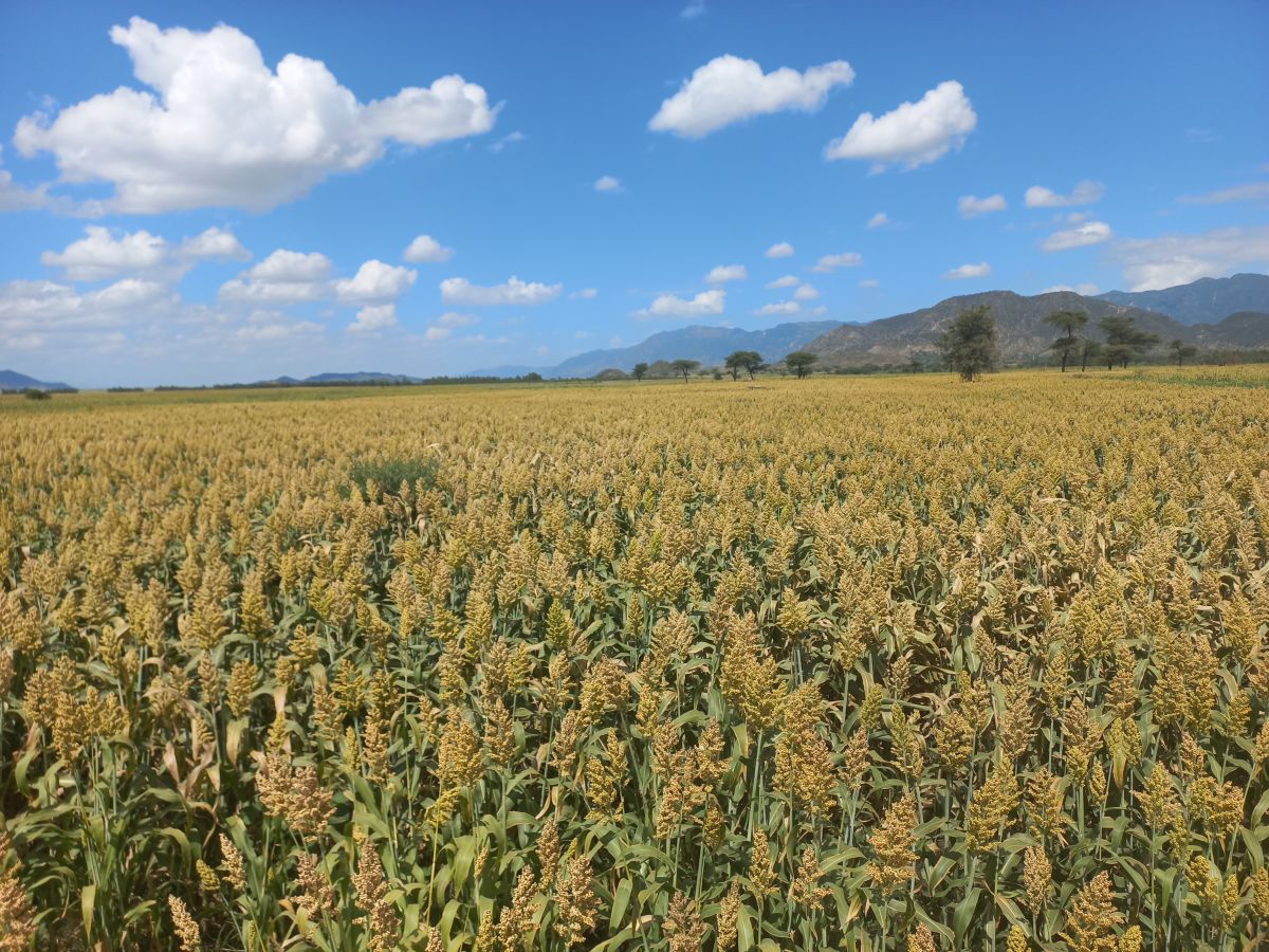 Picture 2 Sorghum Field