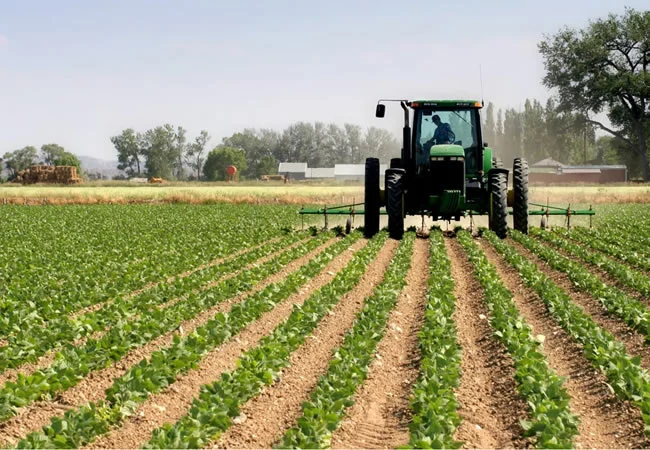 Dry Season Rice Farming in Nigeria: The Top Innovations Transforming Production