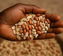 Millet harvest in Kano State