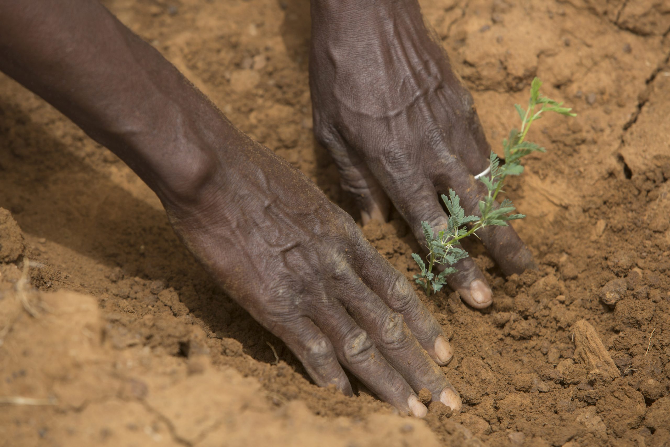 Fao Giulio Napolitano Scaled