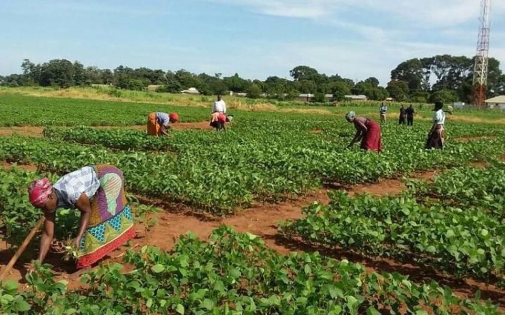 women farmers in field l
