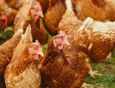 How to succeed at Poultry Farming in Nigeria: Complete Beginner’s Guide to Starting a Profitable Poultry Farm