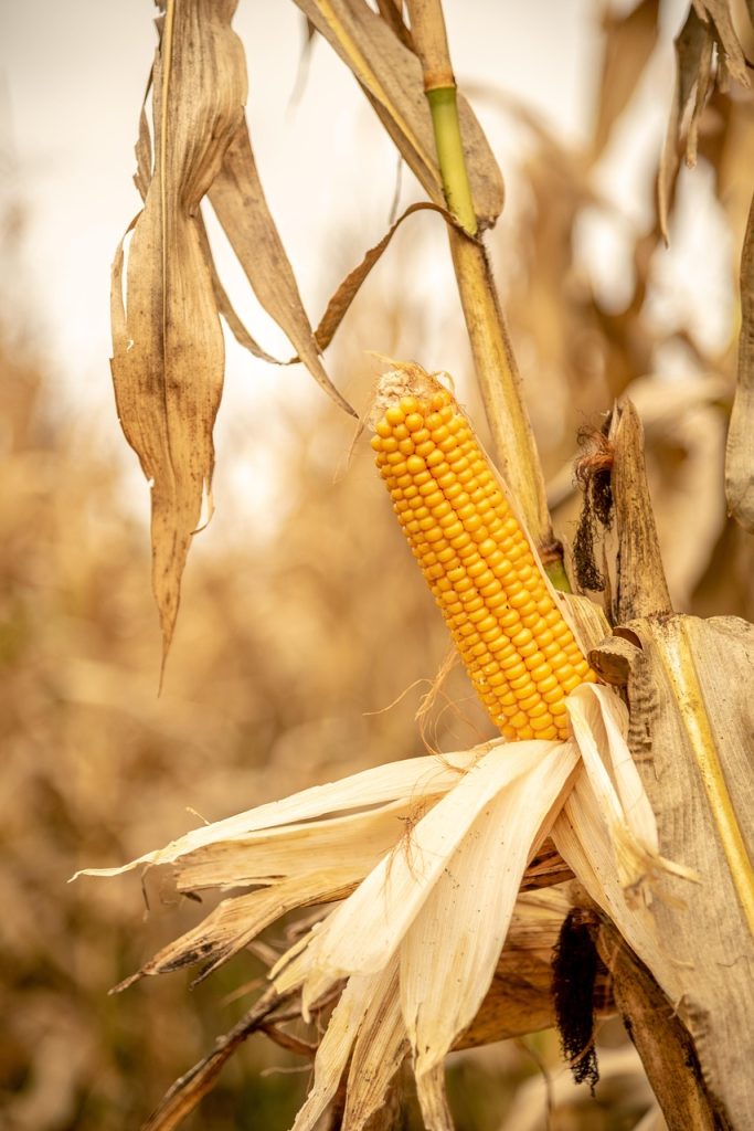 corn, ripe, yellow, crop