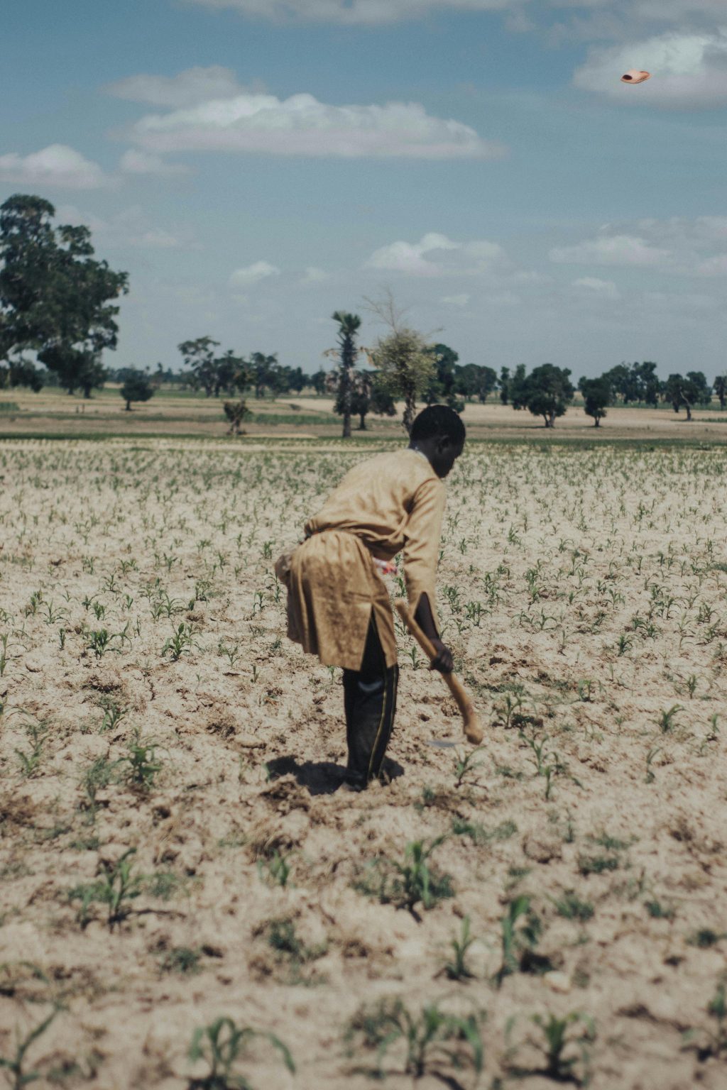 How Farmers Can Survive and Thrive in Nigeria’s Dry Season Farming Cycle