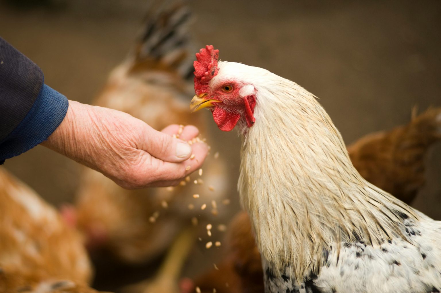 Insects4Feed: Revolutionizing Nigeria’s Feed Industry with Data-Driven Insight
