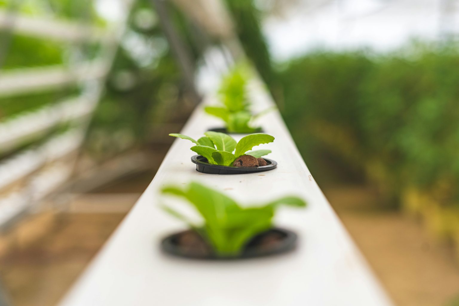 FMN Prize for Innovation 2026 Opens Call for Cassava-Focused Solutions in Nigeria