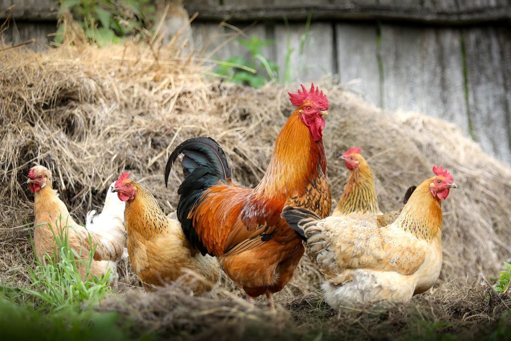 chickens, nature, birds, poultry, rooster, hen, animals, feathers, plumage, farm, village