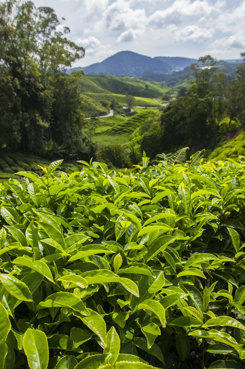 Agritourism in Nigeria: Three Farm Resorts Turning Agriculture into the Perfect Weekend Escape