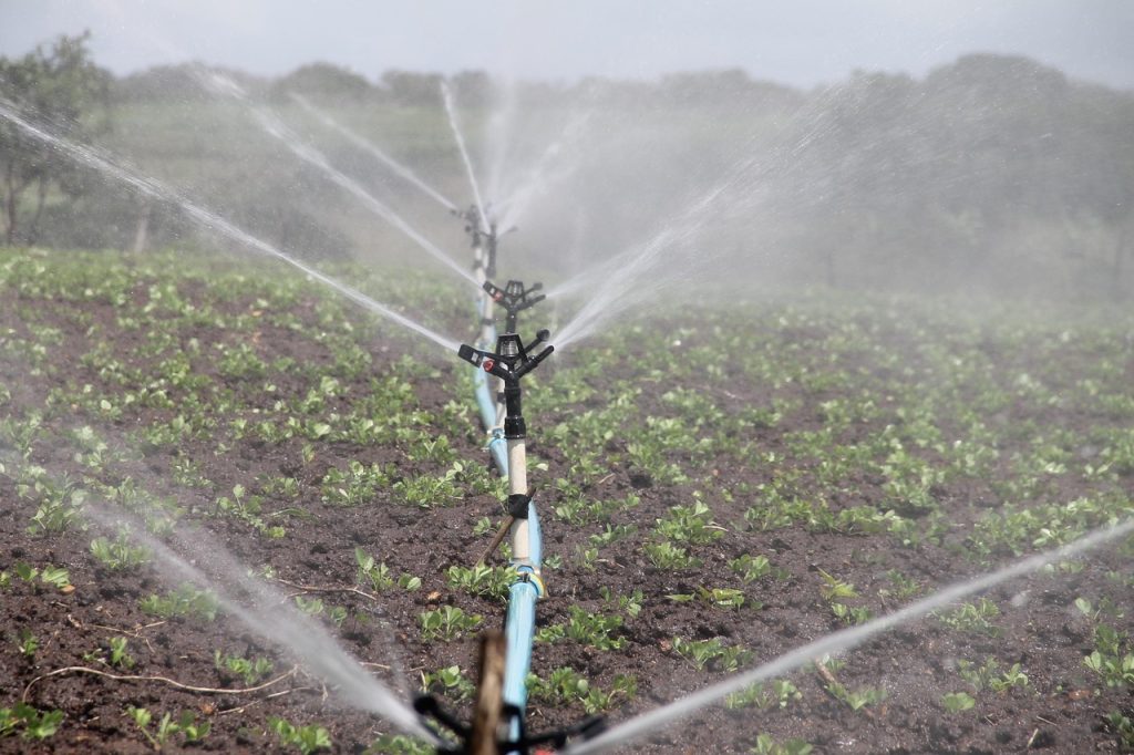 irrigation, agriculture, sprinkle, peanut, nature, water, itabaiana, sergipe
