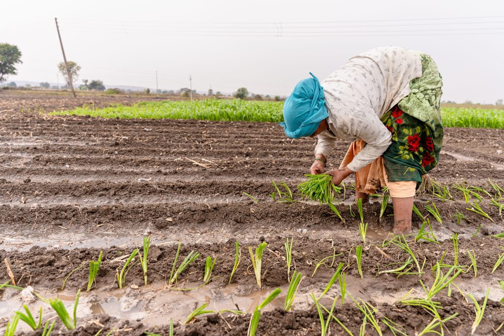 South Asian farmer working in irrigated field planting rice seedlings in Nagpur, India.