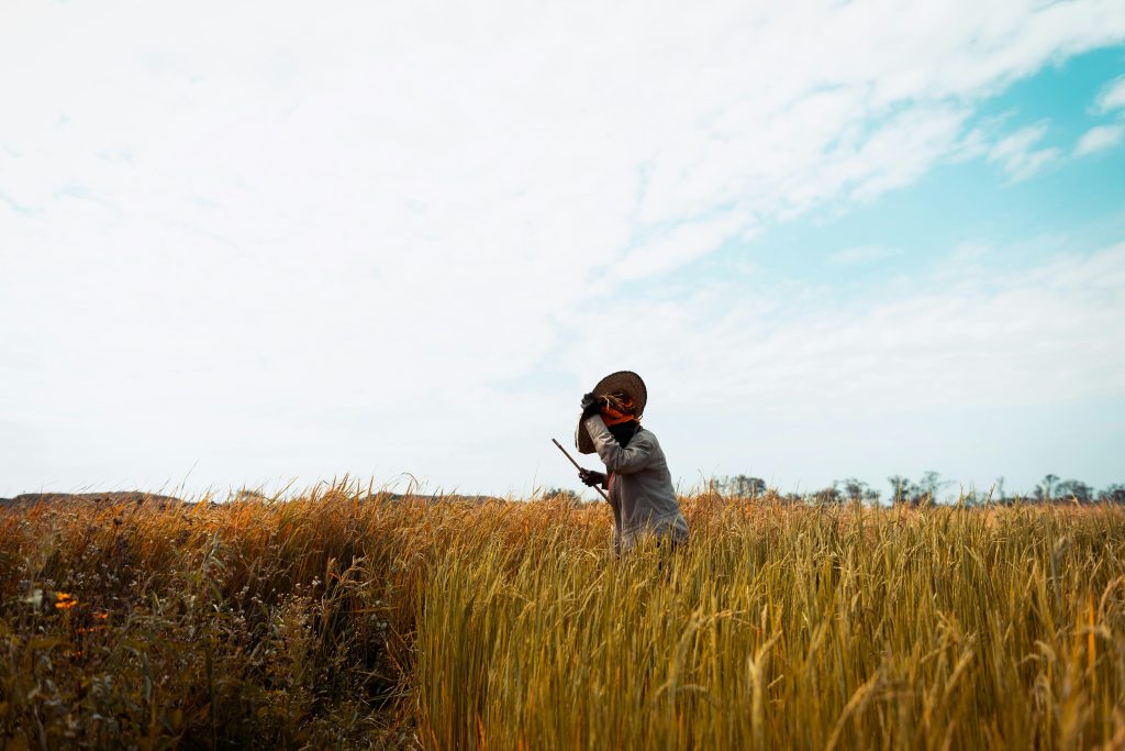 A farmer in Jos, Nigeria, tending to a ripe wheat field on a bright day.