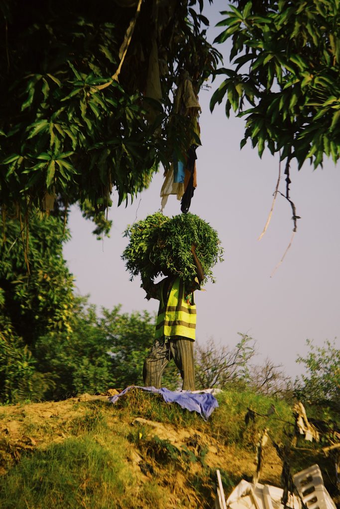 A farmer in Nigeria carrying a large bundle of greenery on a warm, sunny day.