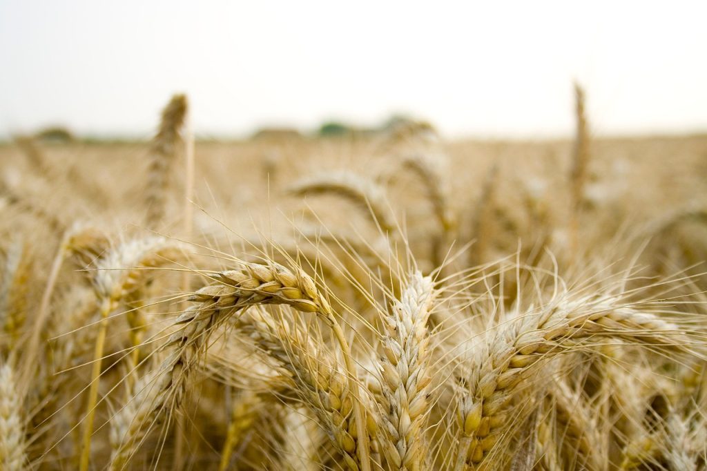 field, farm, grain, organic, paddy, natural, ripe, paddy, paddy, paddy, paddy, paddy
