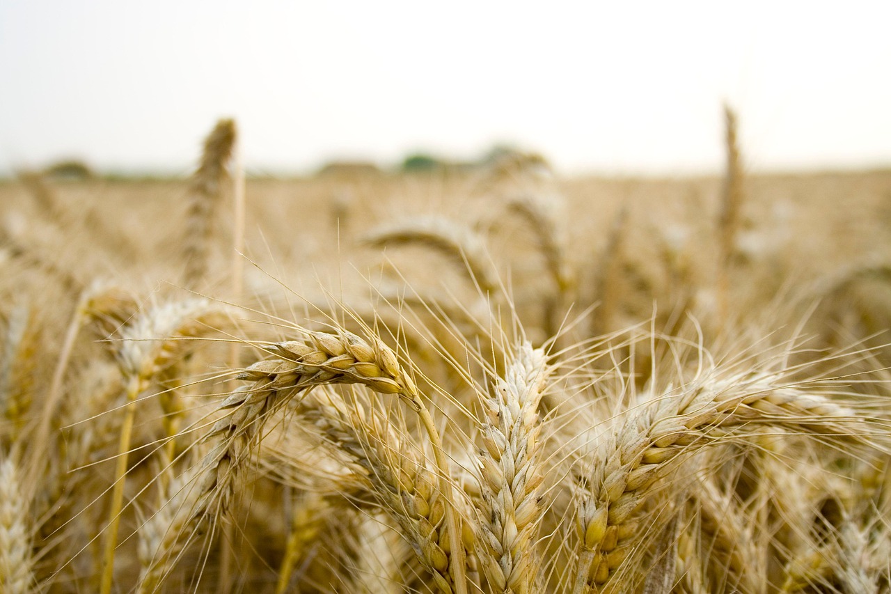 France Launches Agribusiness Club to Boost Agricultural Investment in Nigeria