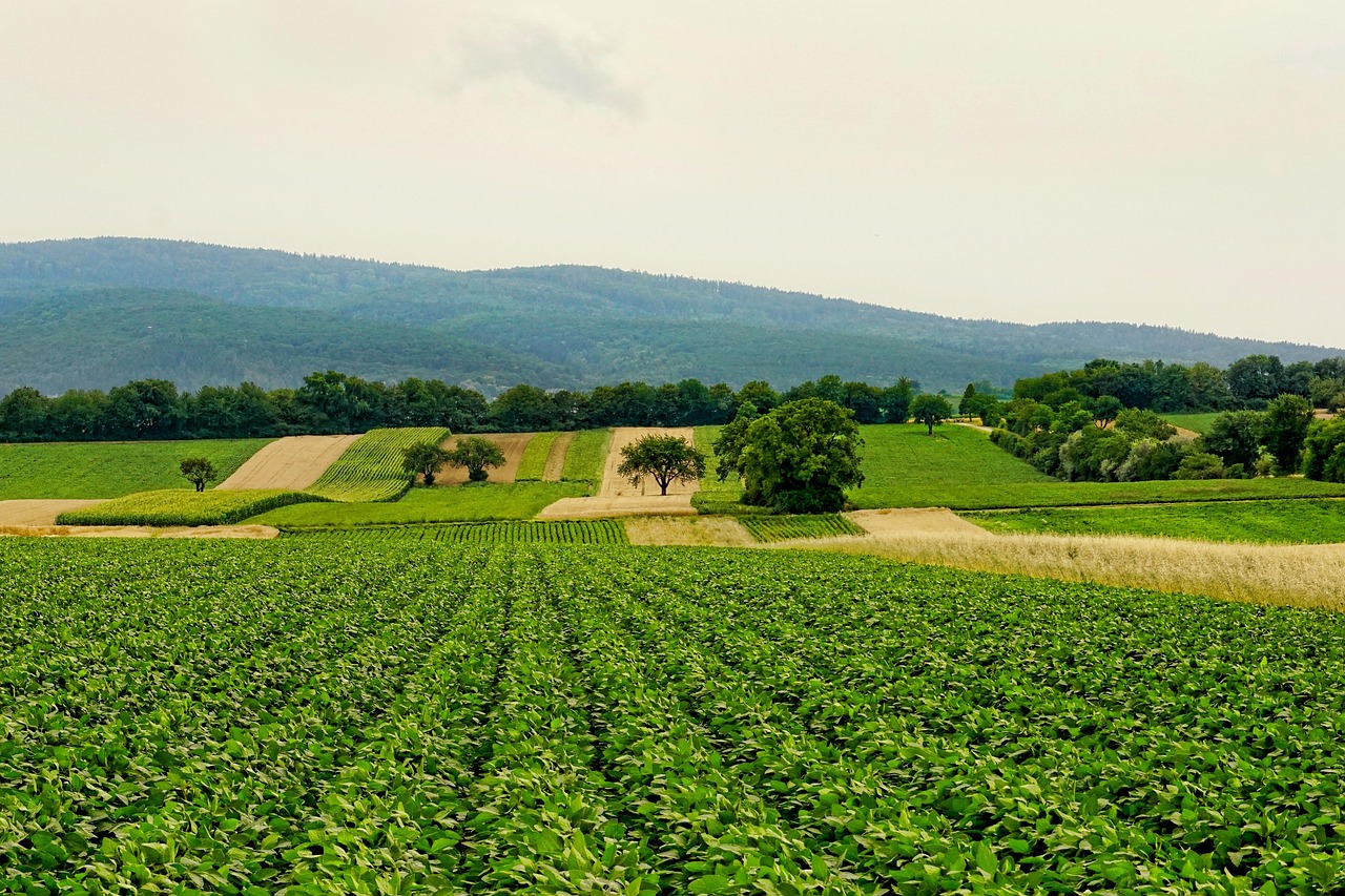Nigeria Needs More Investment in Agriculture to Tackle Hunger — BUA’s Abdul Samad Rabiu