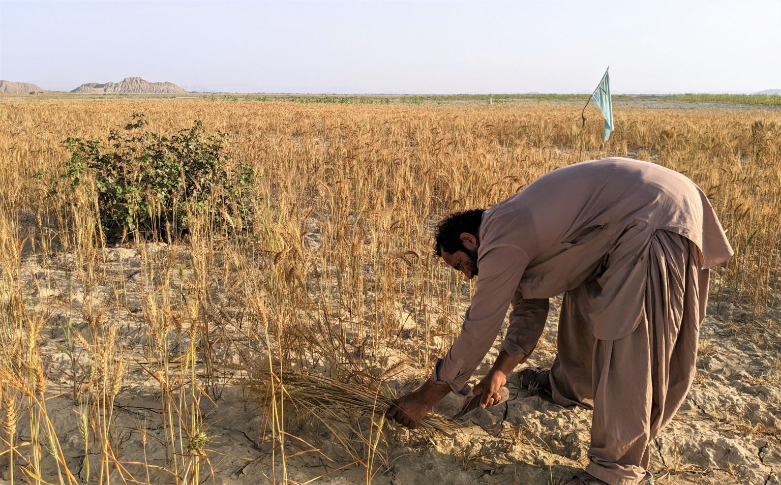 Uzbekistan’s Strong Wheat Harvest Highlights Progress Toward Climate-Resilient Agriculture