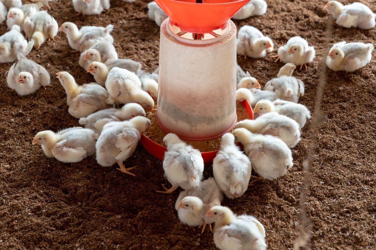Cost-Effective Ways of Running a Poultry Farm in Nigeria