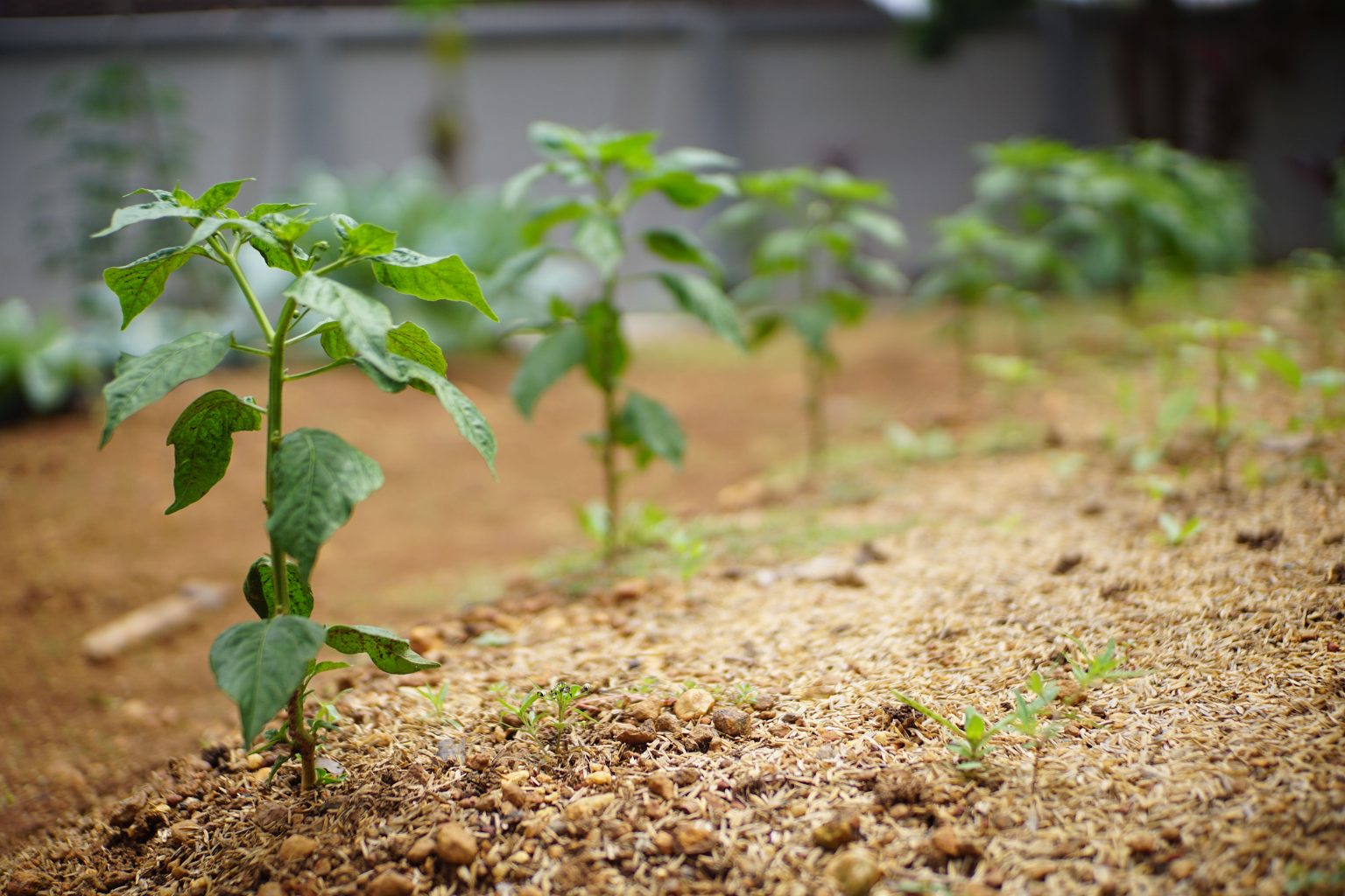 NGO Distributes 21 Million Tree Seedlings to Farmers Across Three States