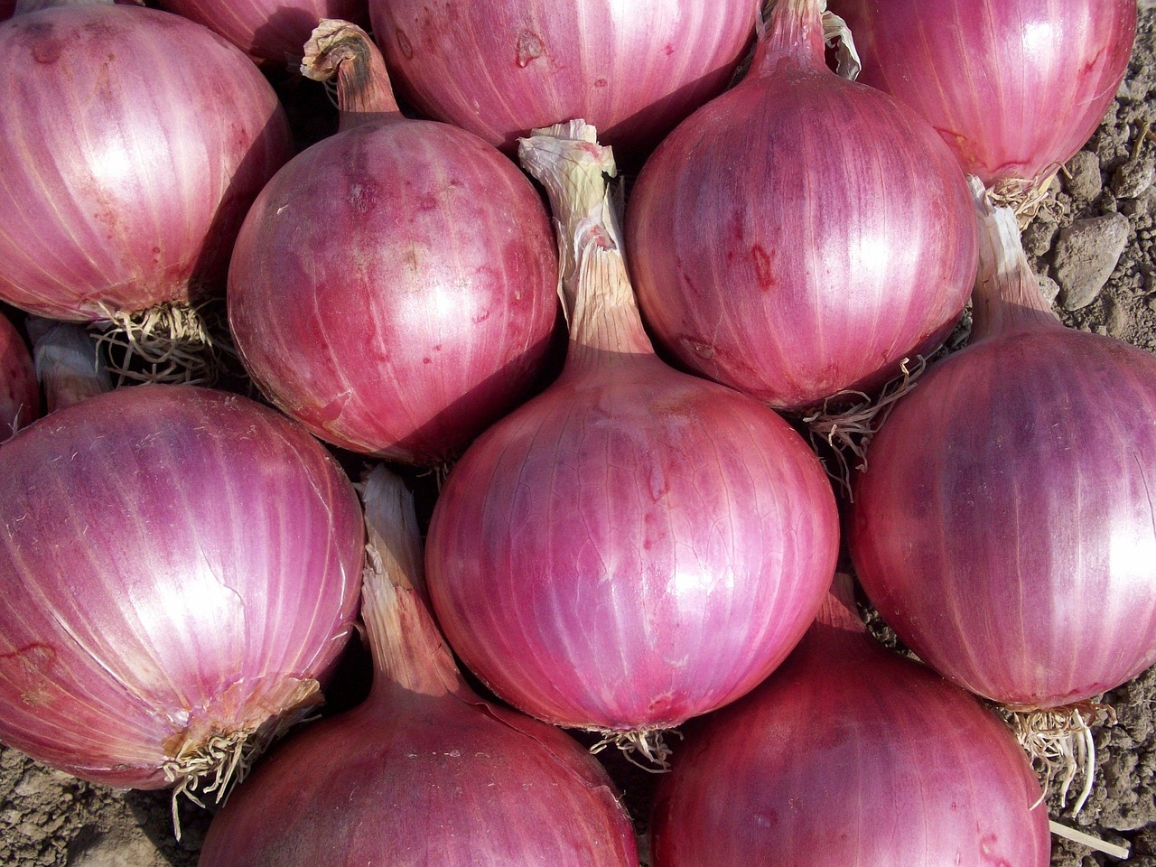 How to Grow Onions in Nigeria