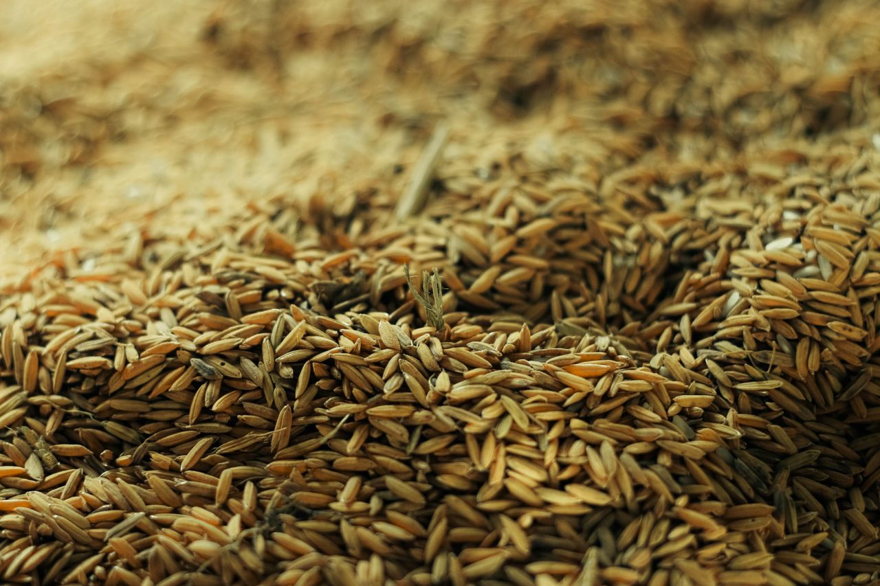 Japan Commits $3.5m to Strengthen Nigeria’s Rice Seed Production