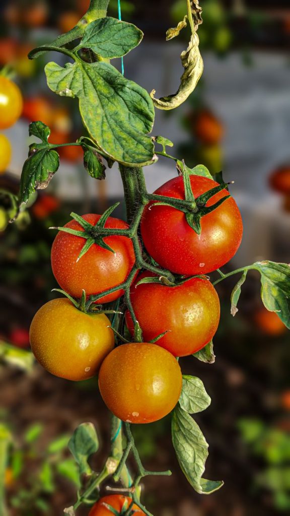 A vibrant bunch of ripe red and yellow tomatoes growing on a vine in a garden.