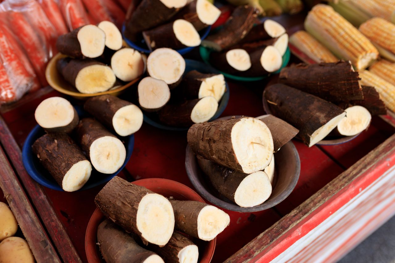 How to Grow Cassava in Nigeria