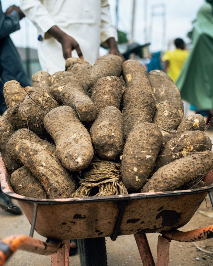 How to Grow Yam in Nigeria