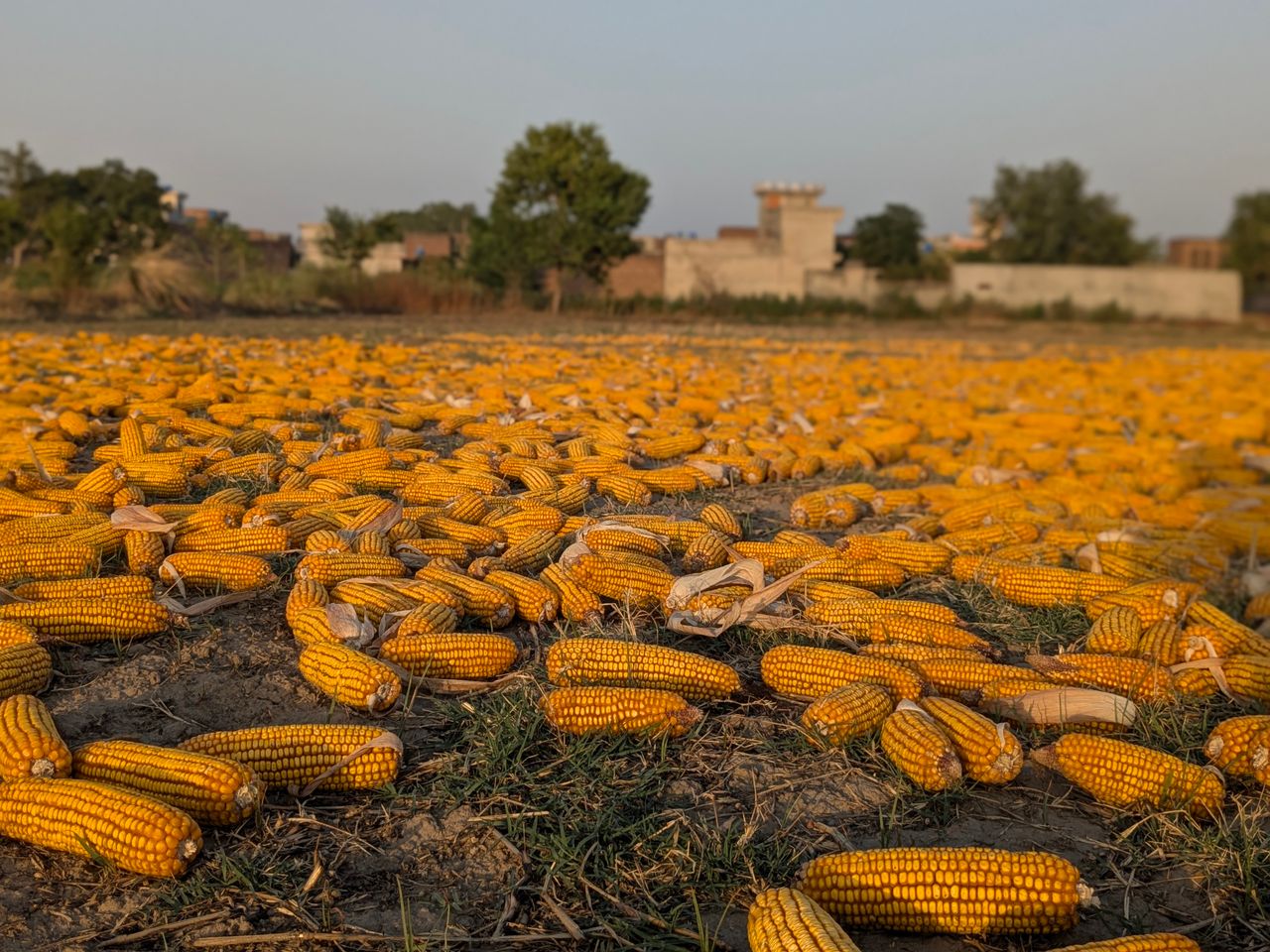 How to Grow Maize in Nigeria
