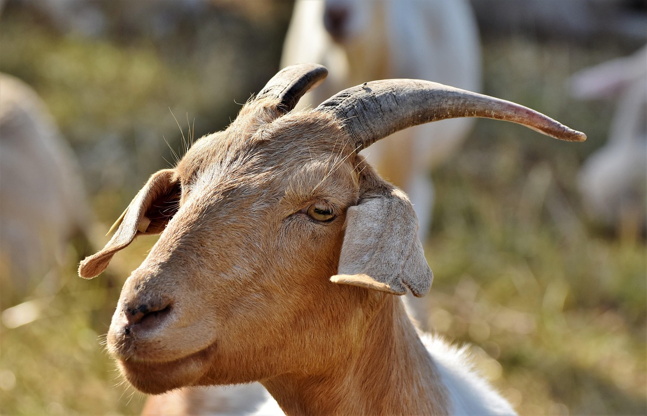How to Start Goat Farming in Nigeria