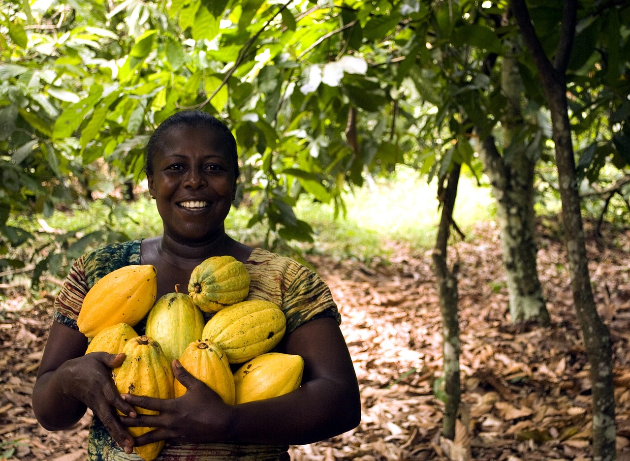 How to Grow Cocoa in Nigeria