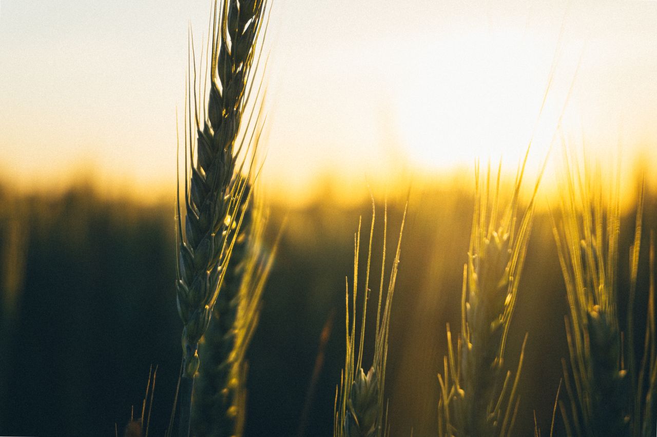 How to Grow Wheat in Nigeria