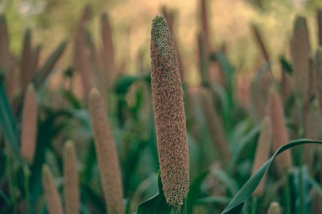 Detailed view of pearl millet plant in a lush green field during daytime.
