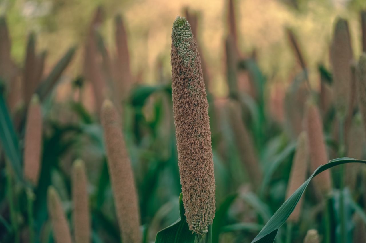 How to Grow Millet in Nigeria