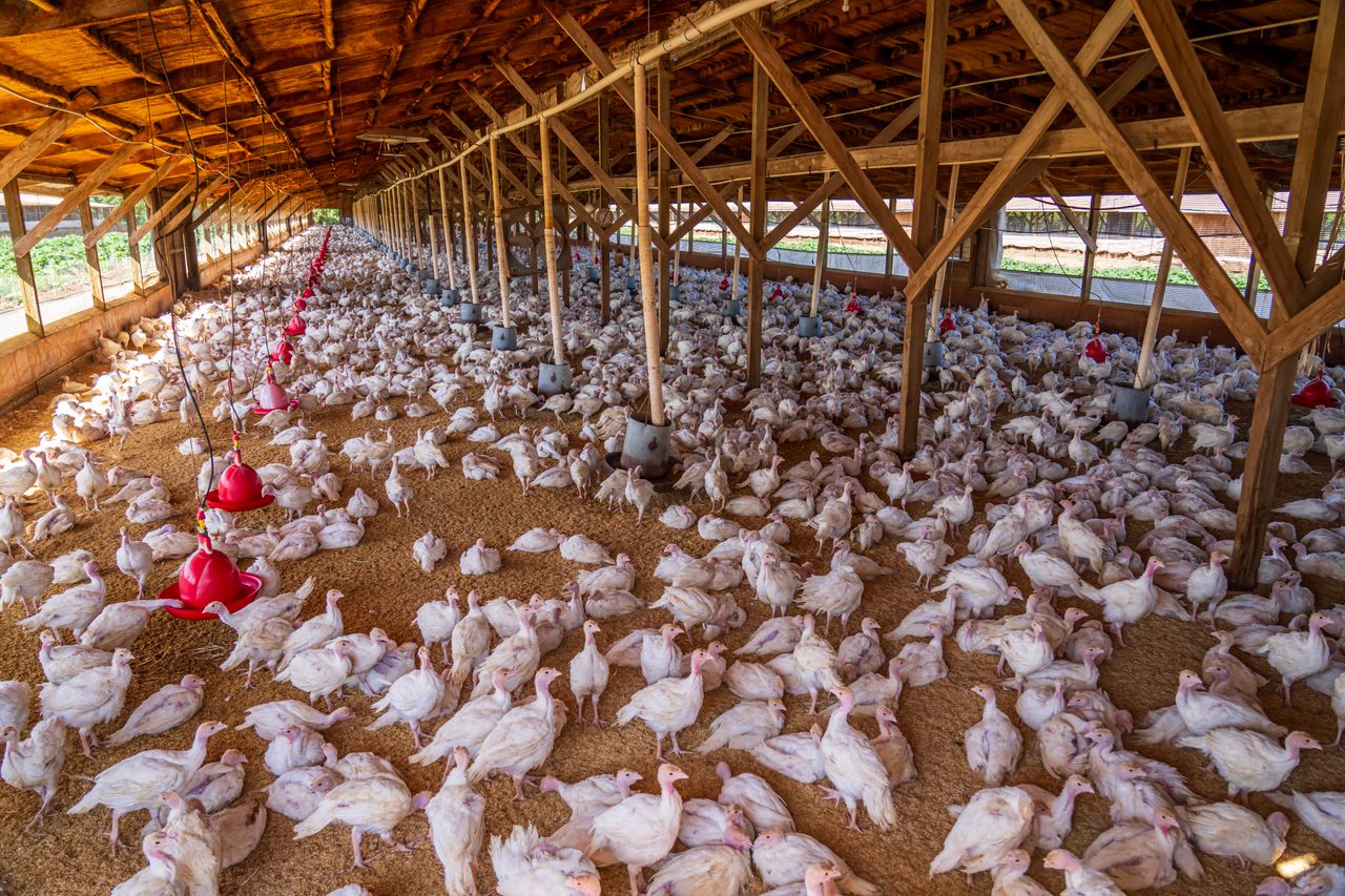 How to Start Poultry Farming in Nigeria