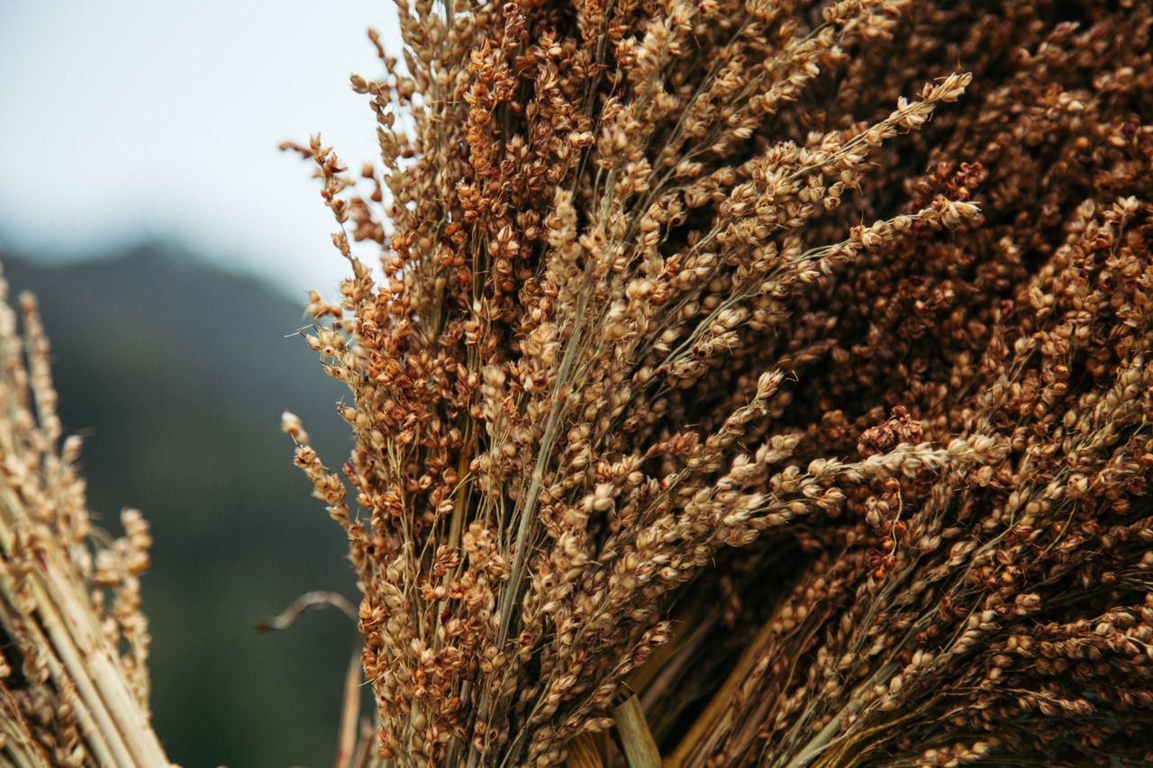 How to Grow Sorghum in Nigeria