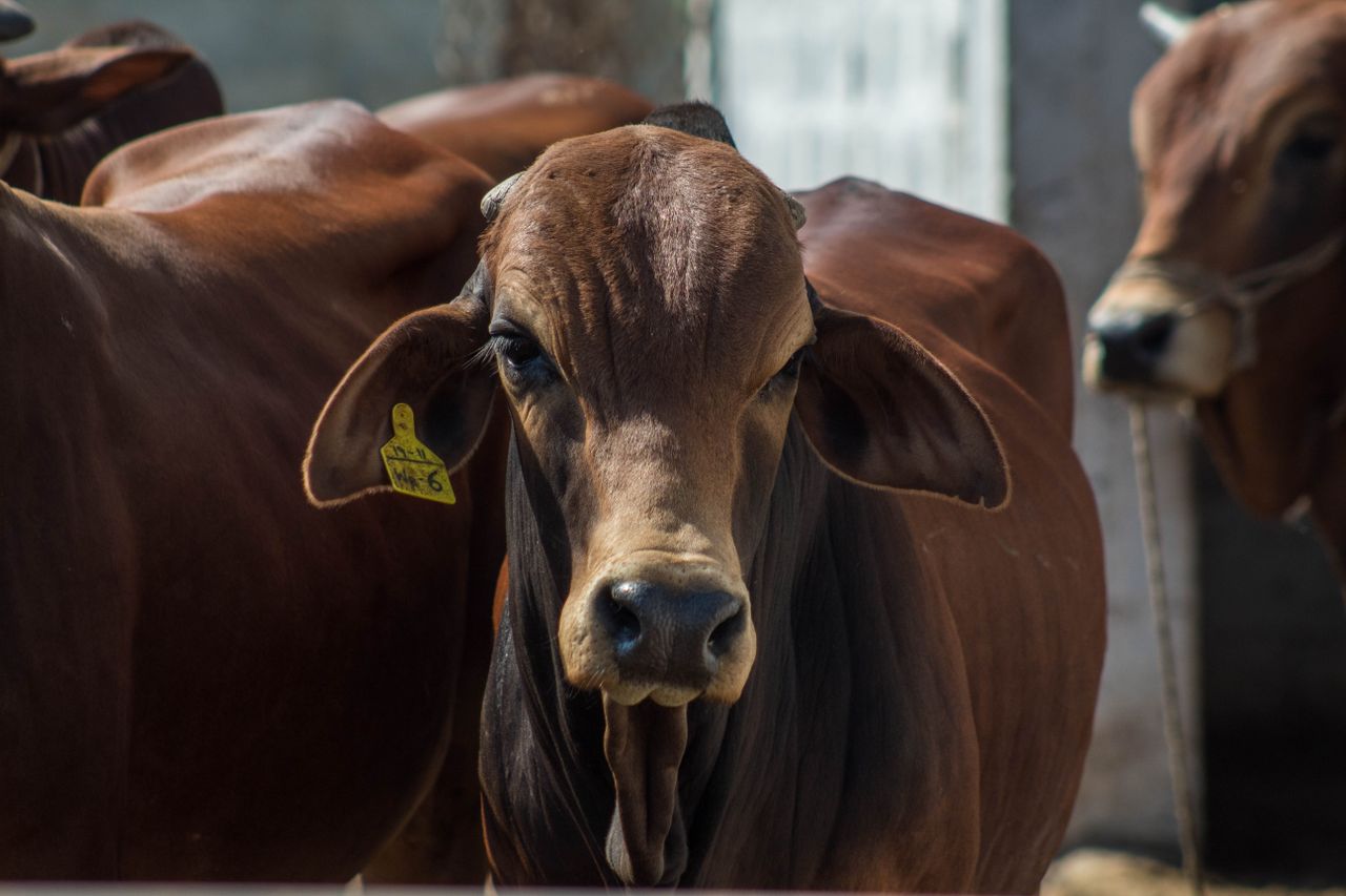 How to Start Cattle Farming in Nigeria