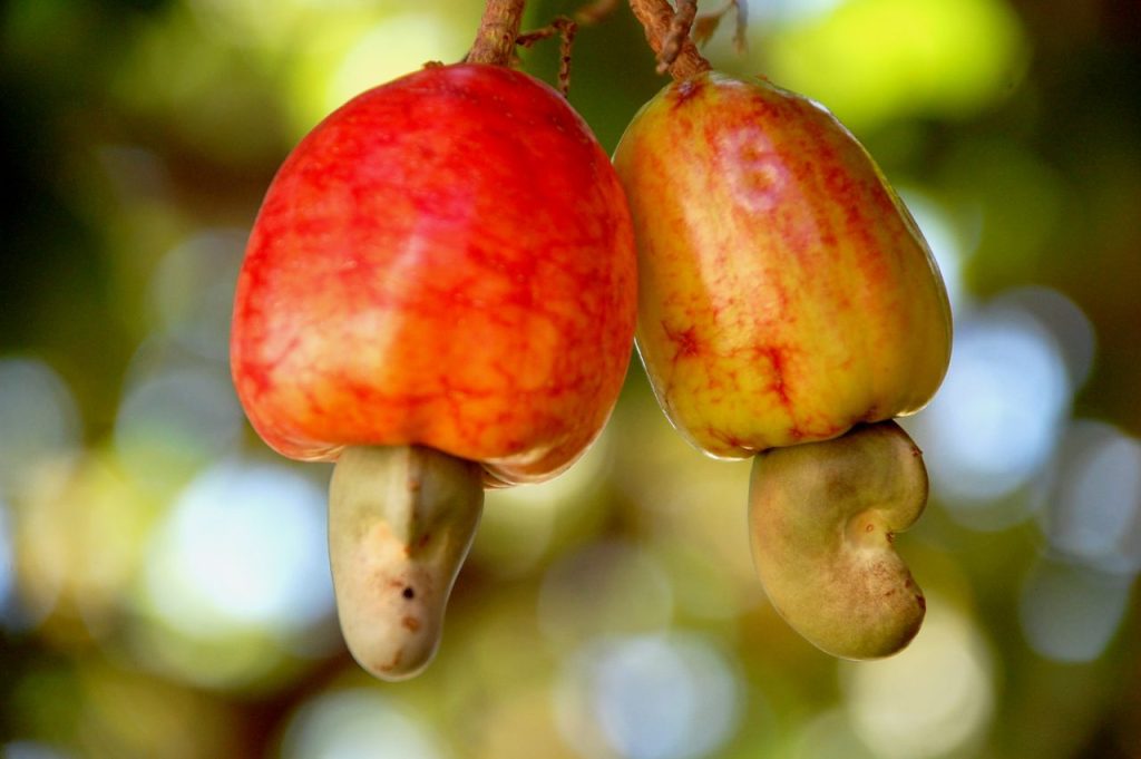 Vibrant close-up of fresh cashew fruits hanging on a tree, captured in rich detail.