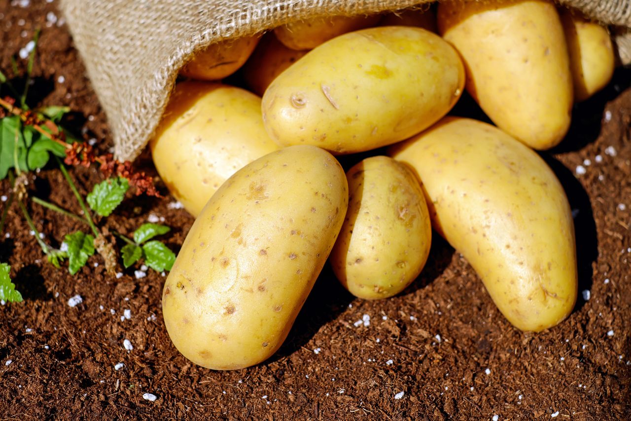 How to Grow Potato in Nigeria