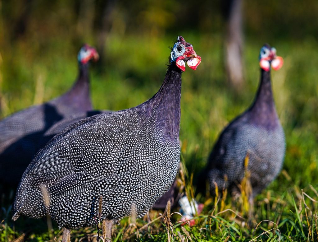 birds, guinea fowl, ornithology, species, fauna, avian, animals, garden, nature, guinea fowl, guinea fowl, guinea fowl, guinea fowl, guinea fowl