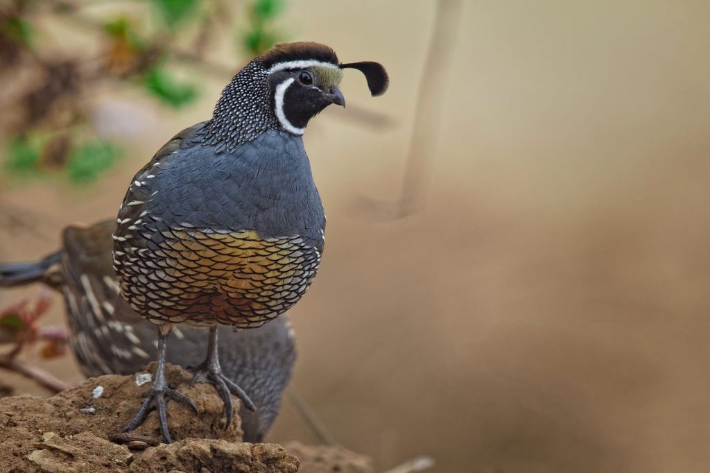 Close-up of a California Quail perched on a rock in Camarillo, CA.