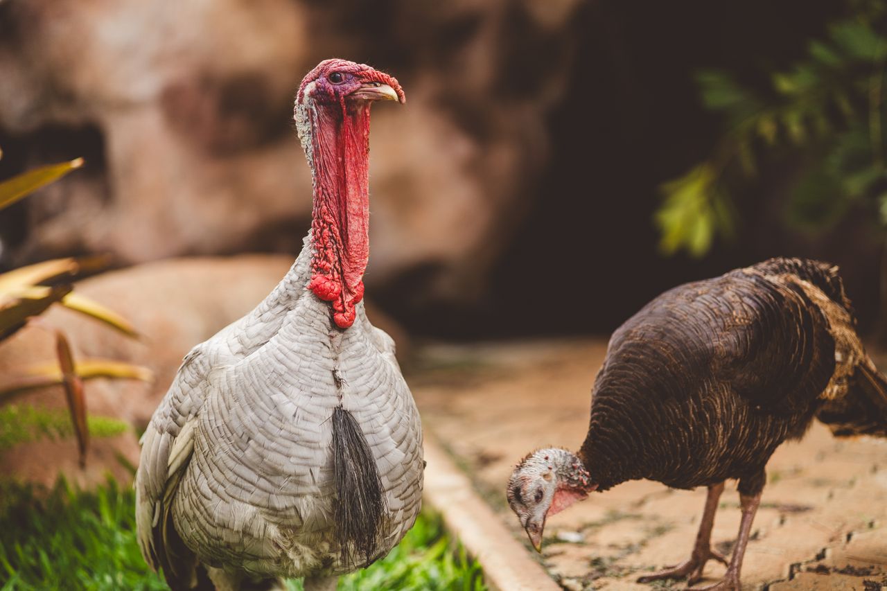 How to Start Turkey Farming in Nigeria