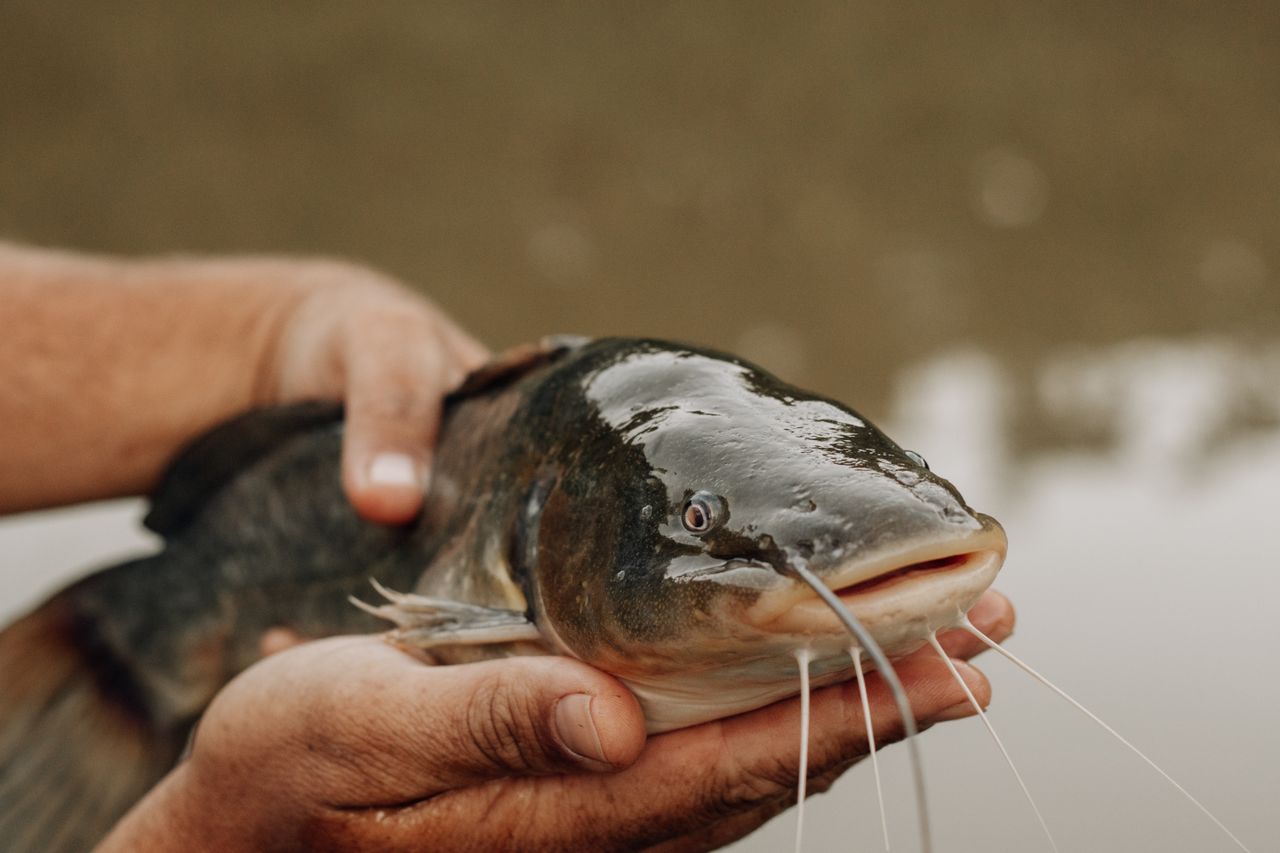 How to Start Fish Farming in Nigeria