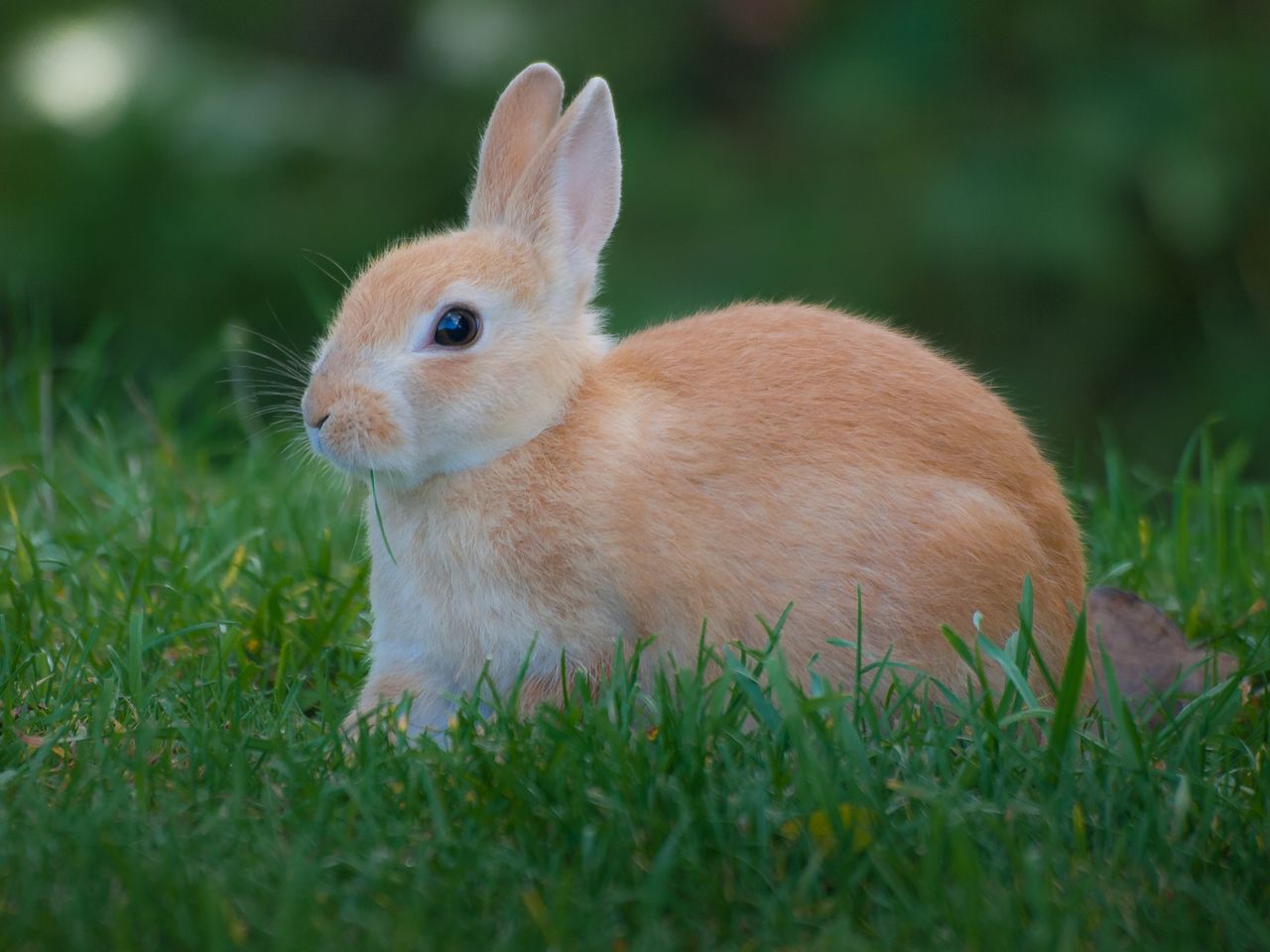 How to Start Rabbit Farming in Nigeria
