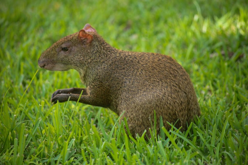 A close-up shot of an agouti sitting in lush green grass, showcasing its natural habitat.