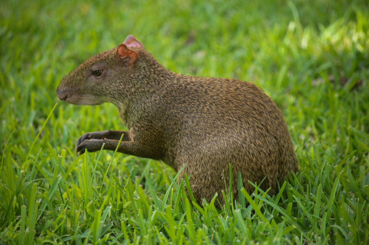 How to Start Grasscutter Farming in Nigeria