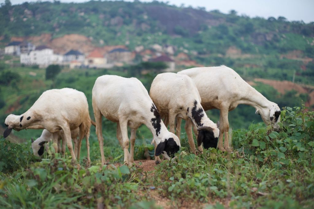 Grazing sheep in the lush Abuja countryside with a scenic backdrop.